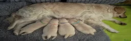 Golden Retriever dogs for sale: 3 Golden retriever boys  - Advert 1