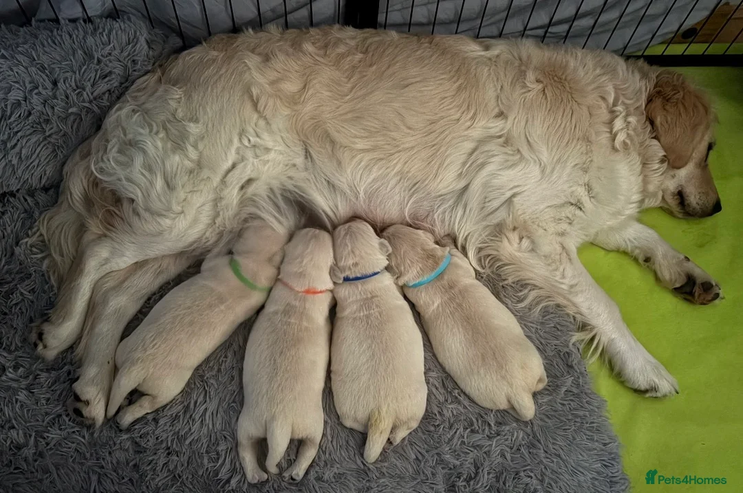 Golden Retriever dogs for sale: 3 Golden retriever boys  - Advert 1