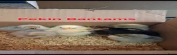 Chickens poultry for sale: Day old chicks, usa silkie, polish, pekin bantams - Advert 6