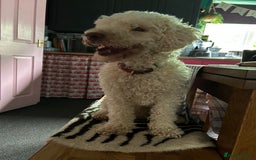 Toy Poodle dogs for sale: Bouncy Boy Toy Poodle - 2 Year Old - Image 3