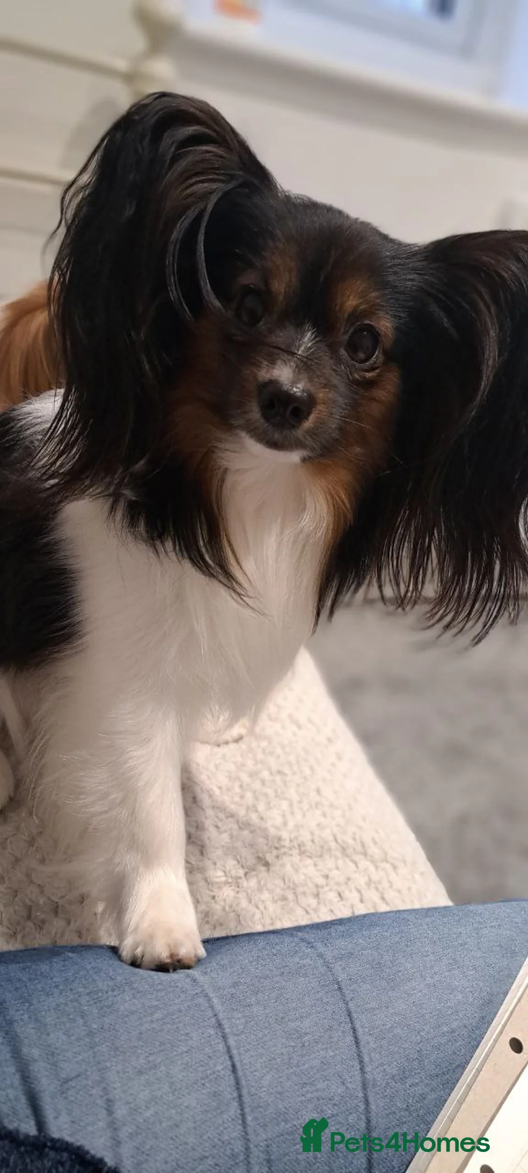 Papillon dogs for stud: 🦋 STUD PAPILLON 🦋 - Advert 2