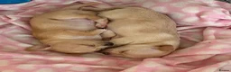 Chihuahua dogs for sale: Male Chihuahua  - Advert 3