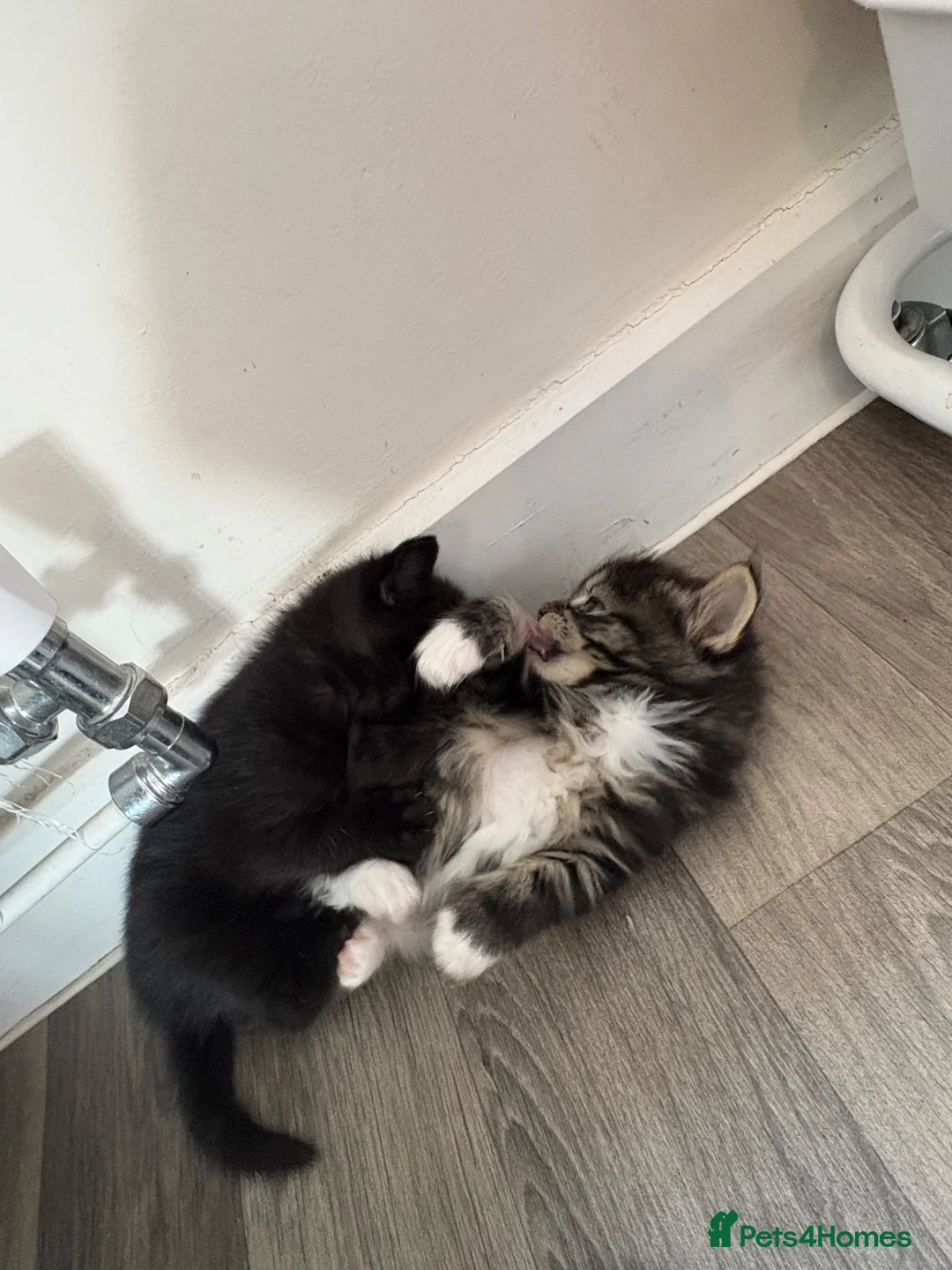 Mixed Breed cats for sale: 3 beautiful kittens  - Advert 2