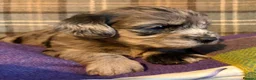 Mixed Breed dogs for sale: Stunning Doodle Puppies  - Advert 5