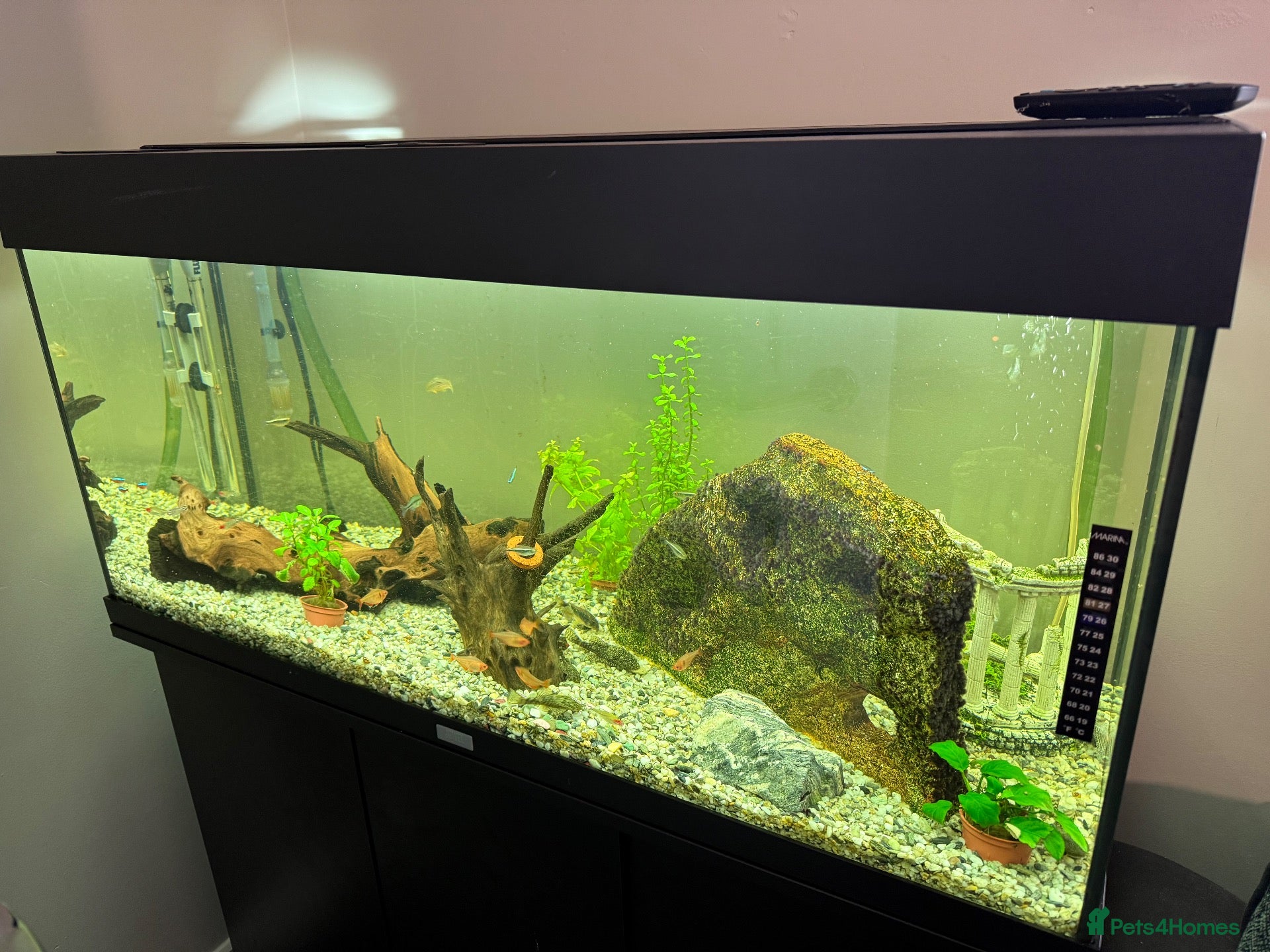 Plecos fish Fish/tank/accesories - Advert 1