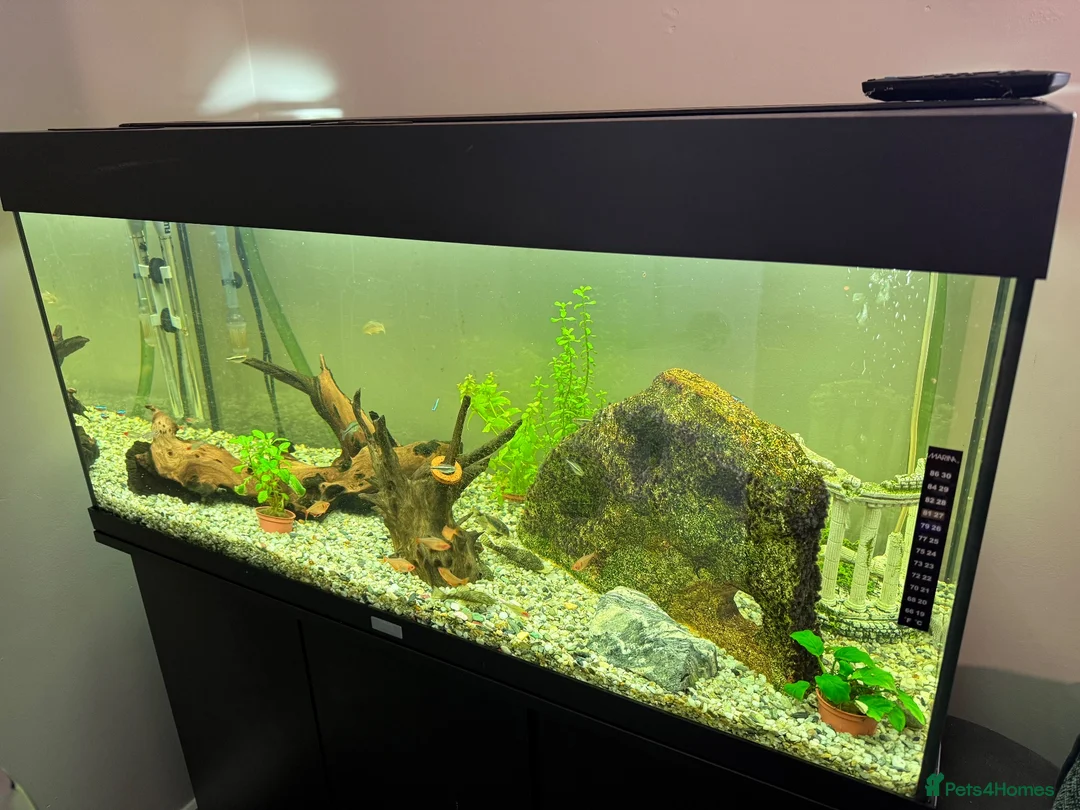 Plecos fish for sale: Fish/tank/accesories - Advert 1