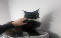 Maine Coon cats for sale: Brother and sister Maine coon kittens - Image 10