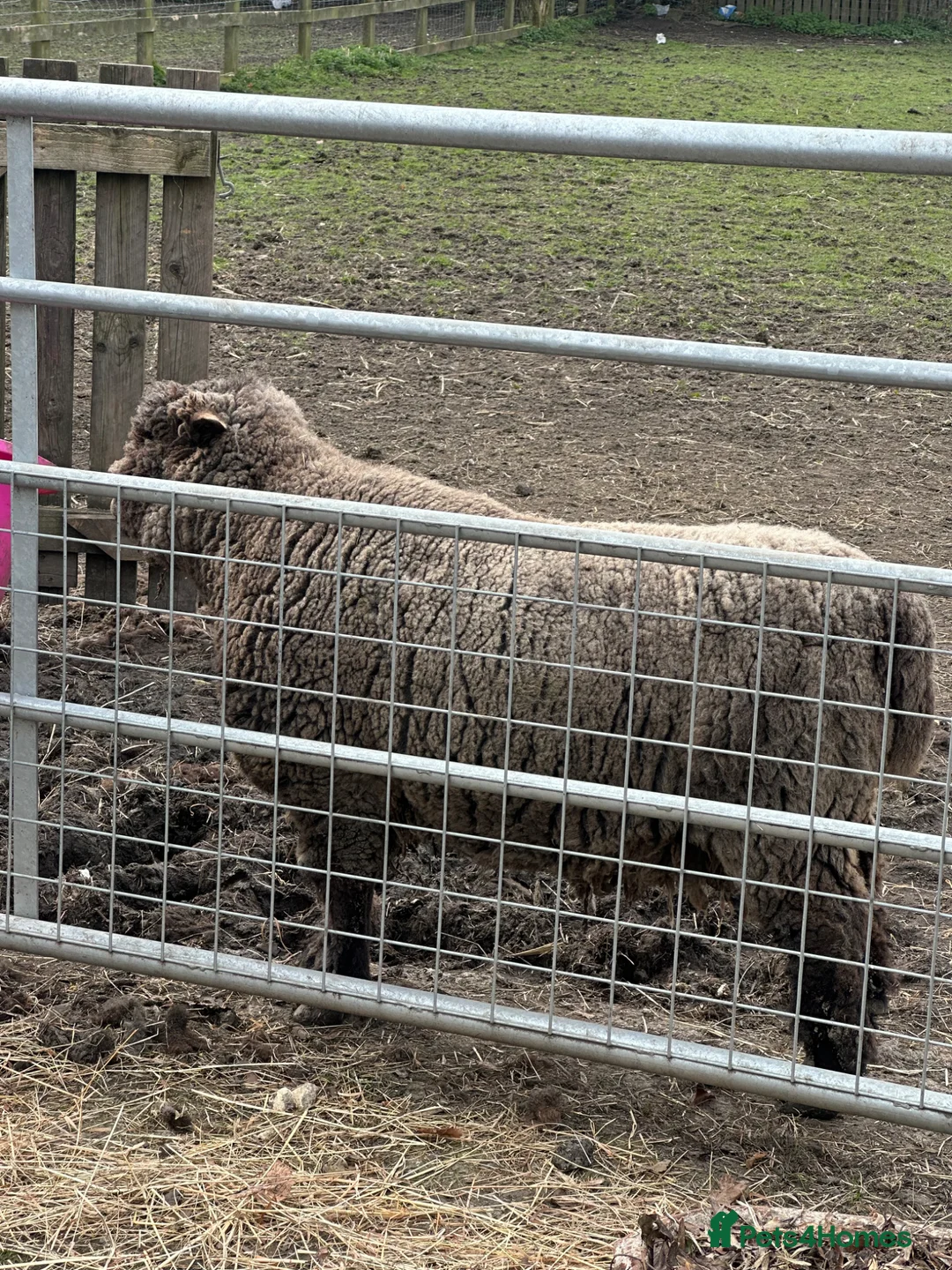 Sheep livestock for sale: Coloured ryeland tup looking for new home  - Advert 3