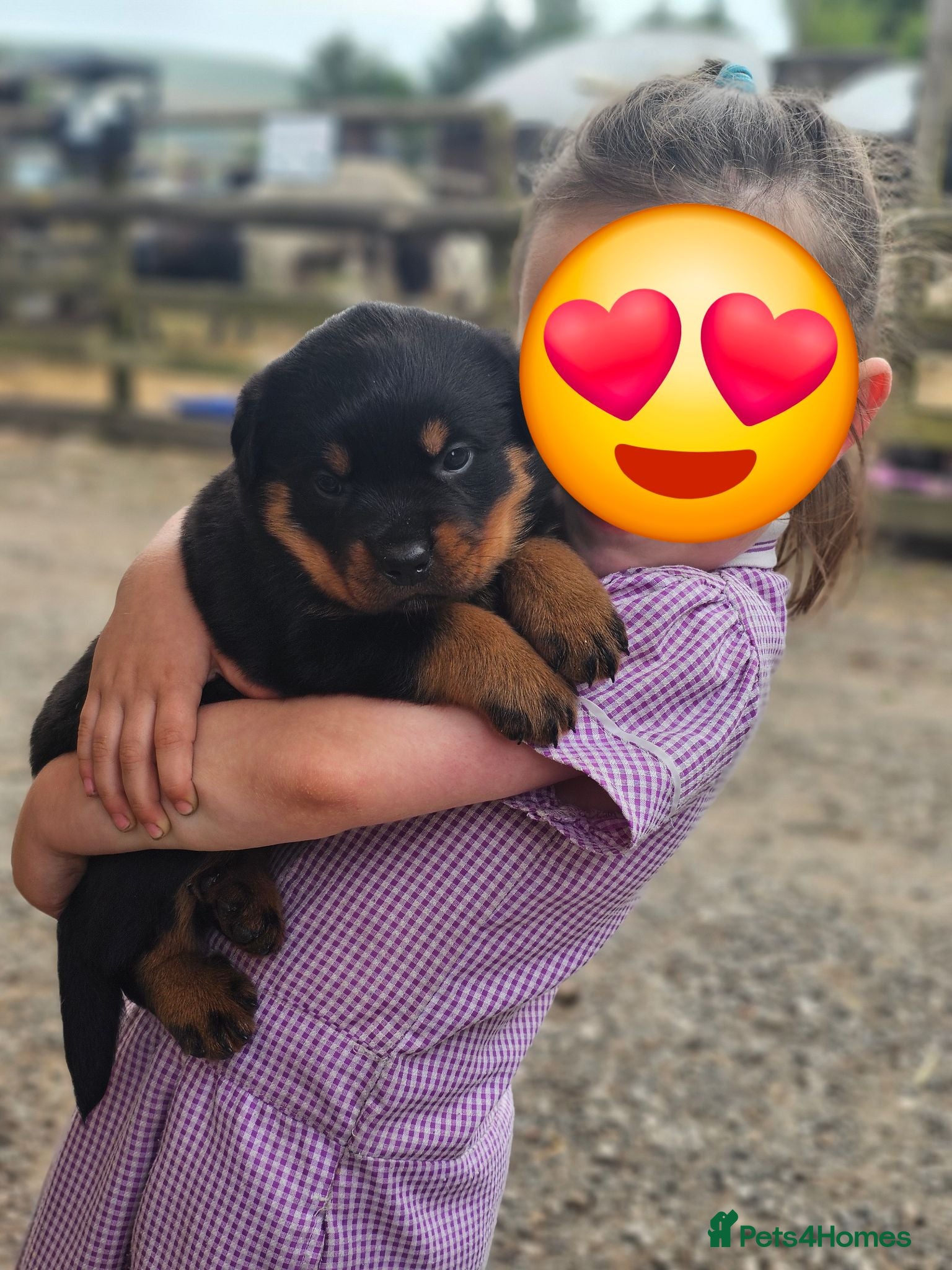 Rottweiler dogs German rottweiler puppies  - Advert 1