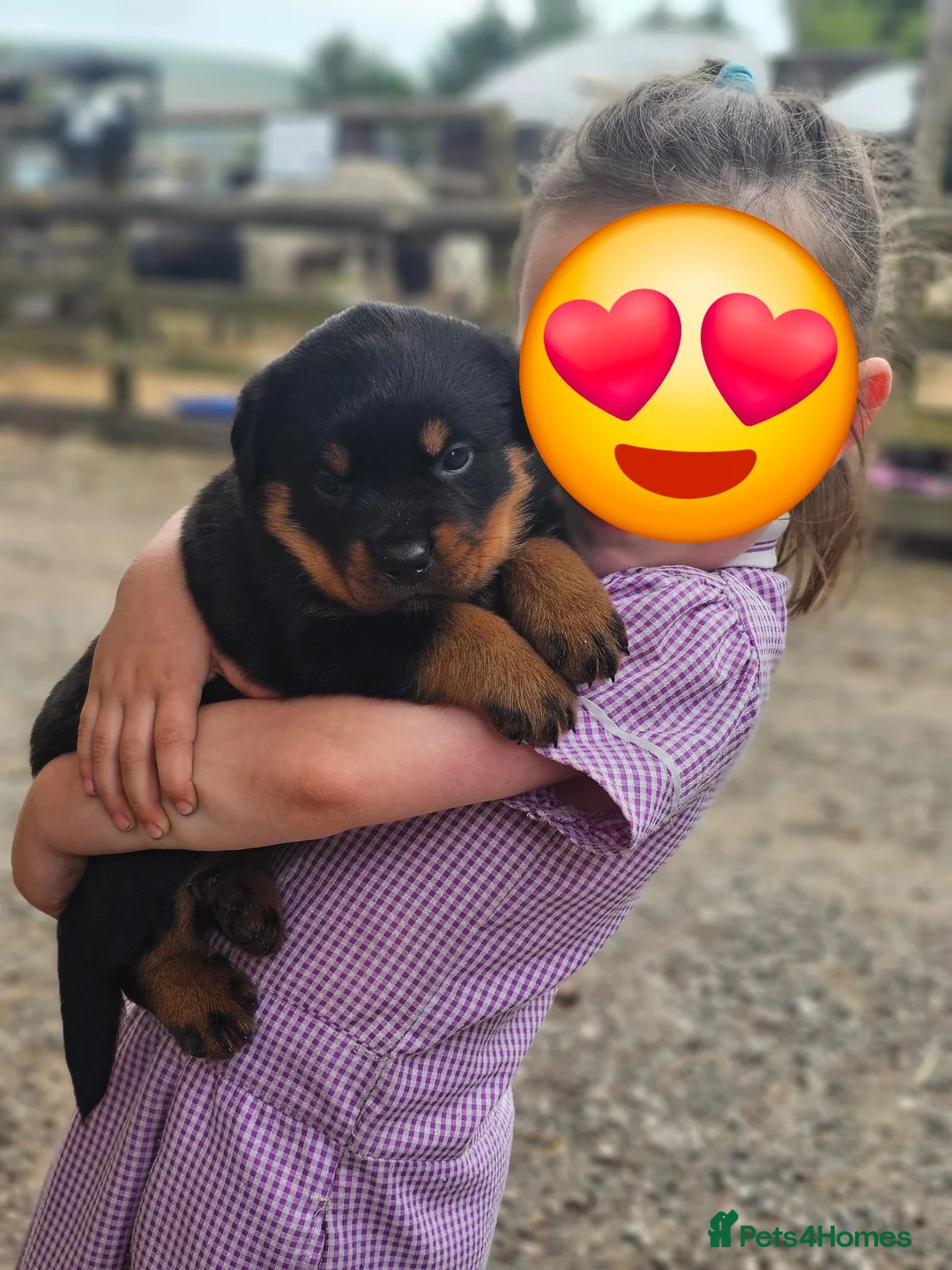Rottweiler dogs for sale: German rottweiler puppies  - Advert 1