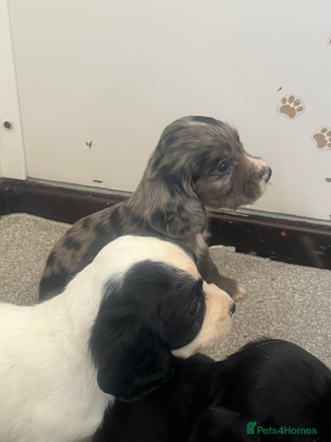 Cocker Spaniel dogs for sale: Working cocker spaniel puppies - Image 6