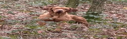 Hungarian Vizsla dogs for stud: Hungarian Import Available For Stud - Advert 5