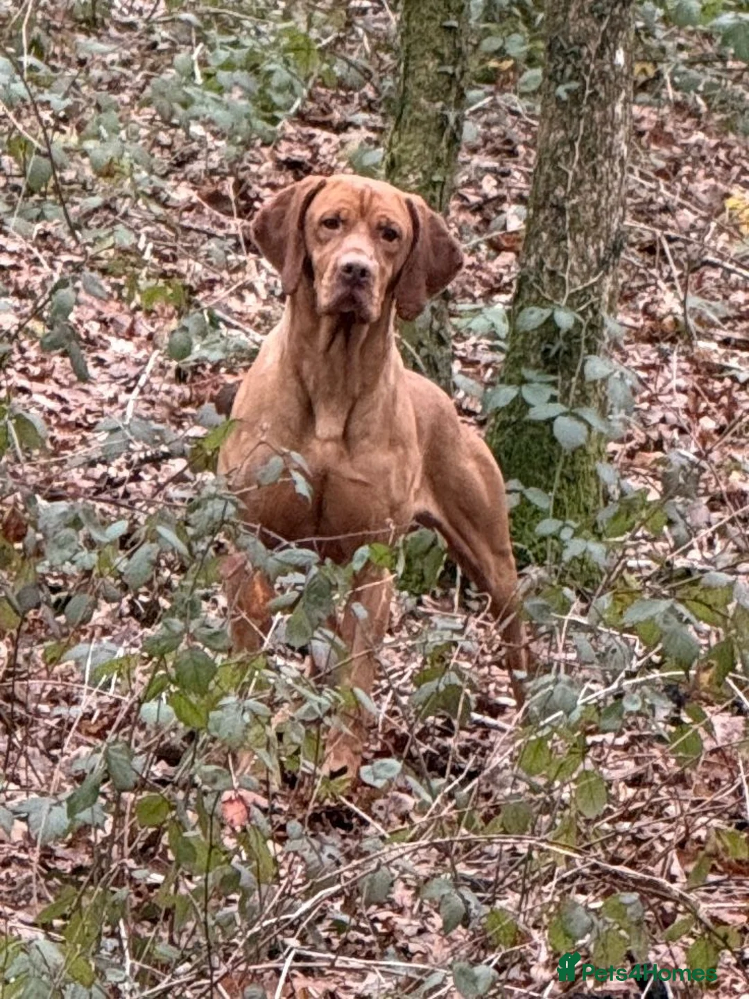 Hungarian Vizsla dogs for stud: Hungarian Import Available For Stud - Advert 5