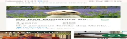 Mixed Breed dogs for sale: CockerJack Doodles  in Norwich - Advert 4