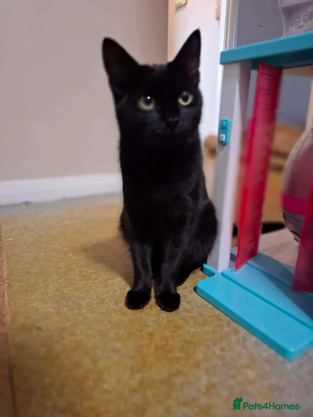 Mixed Breed cats for sale: Two female sisters in need of a loving home 🏡  - Advert 3