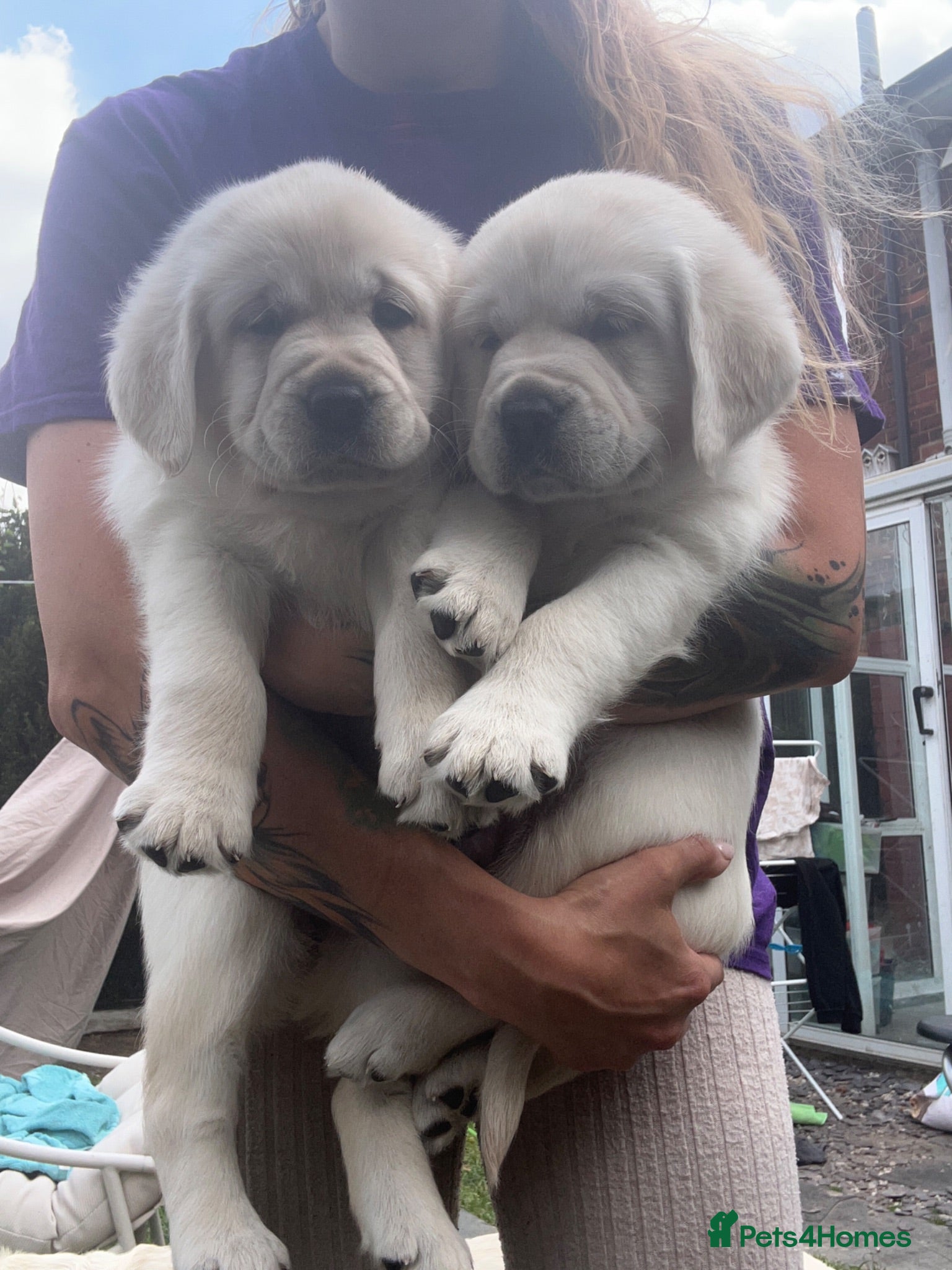 Labrador Retriever dogs Last two girls ! Champion blooine puppies  - Advert 17