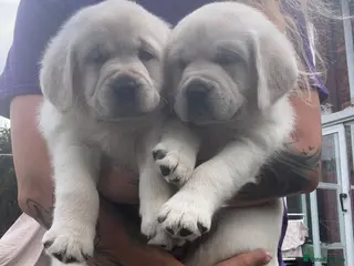 Labrador Retriever dogs Last two girls ! Champion blooine puppies - Advert 17