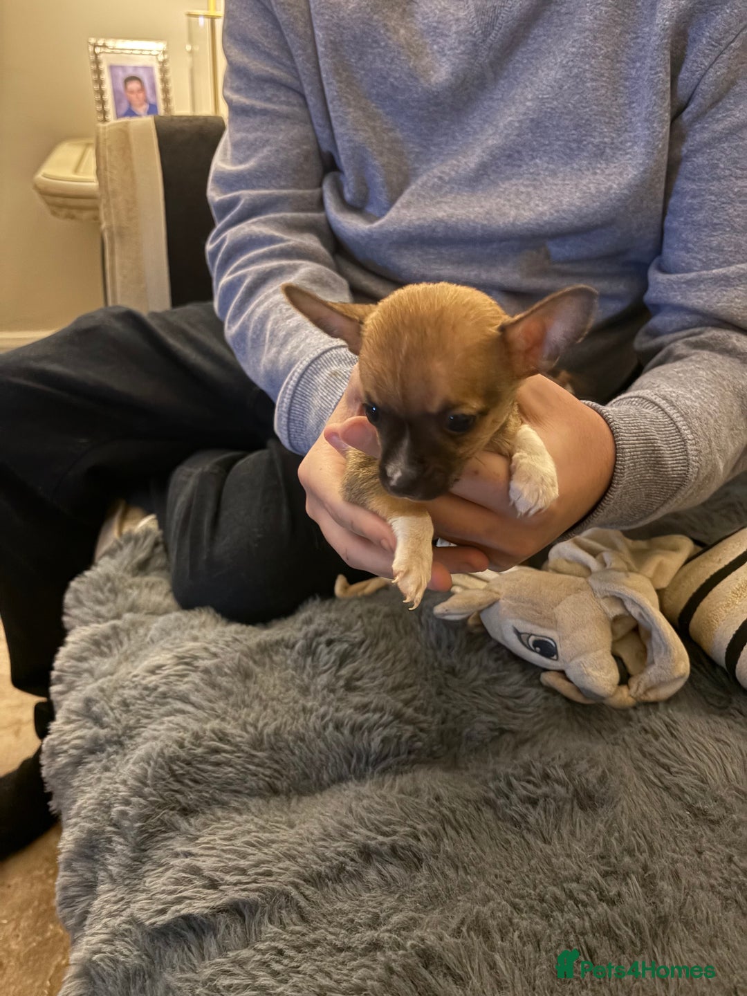 Mixed Breed dogs for sale: Jackawawa pups  - Advert 24