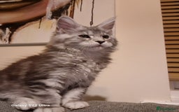 Maine Coon cats for sale: Pure Maine coon - Image 10