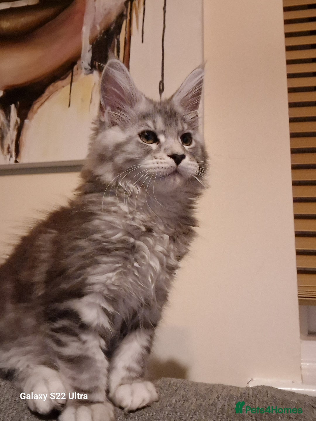 Maine Coon cats for sale: Pure Maine coon - Image 10