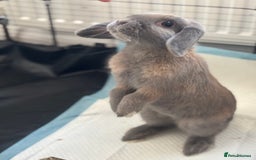 Mini Lop rabbits for sale: Adorable Mini Lop Bunny (vaccinated) - Image 2