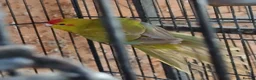 Parakeets birds for sale: Kakariki hen Cinnamon kakariki girl  - Advert 6