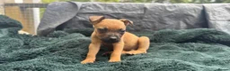 Mixed Breed dogs for sale: German Shepherd mix puppies  in Swansea - Advert 18