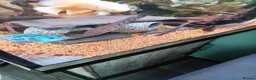 Cichlids fish for sale: plecos, electric blu Dempsey, emp snakehead,Oscars - Advert 3