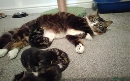 Siberian cats for sale: Adorable Siberian Forest Mix Kittens - Image 18