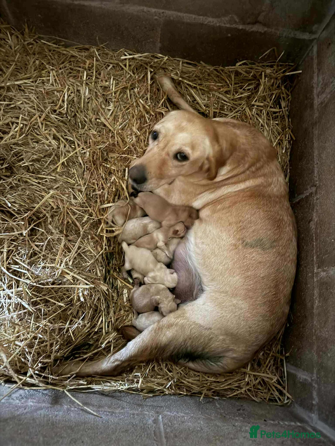 Labrador Retriever dogs for sale: Beautiful golden Labrador puppies  - Image 10