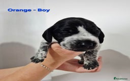 German Shorthaired Pointer dogs for sale: German Shorthaired Pointer/Irish Setter-Poinsetter - Image 15