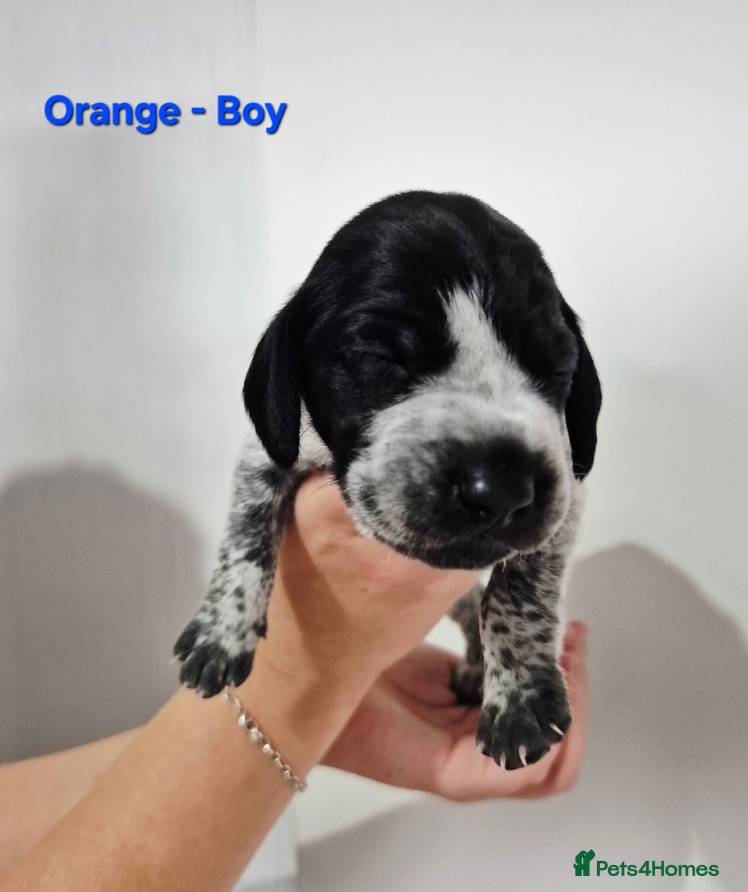 German Shorthaired Pointer dogs for sale: German Shorthaired Pointer/Irish Setter-Poinsetter - Image 15