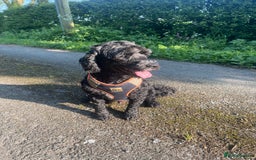 Cockapoo dogs for sale: 5 year old neutered male cockapoo to be rehomed  - Image 3