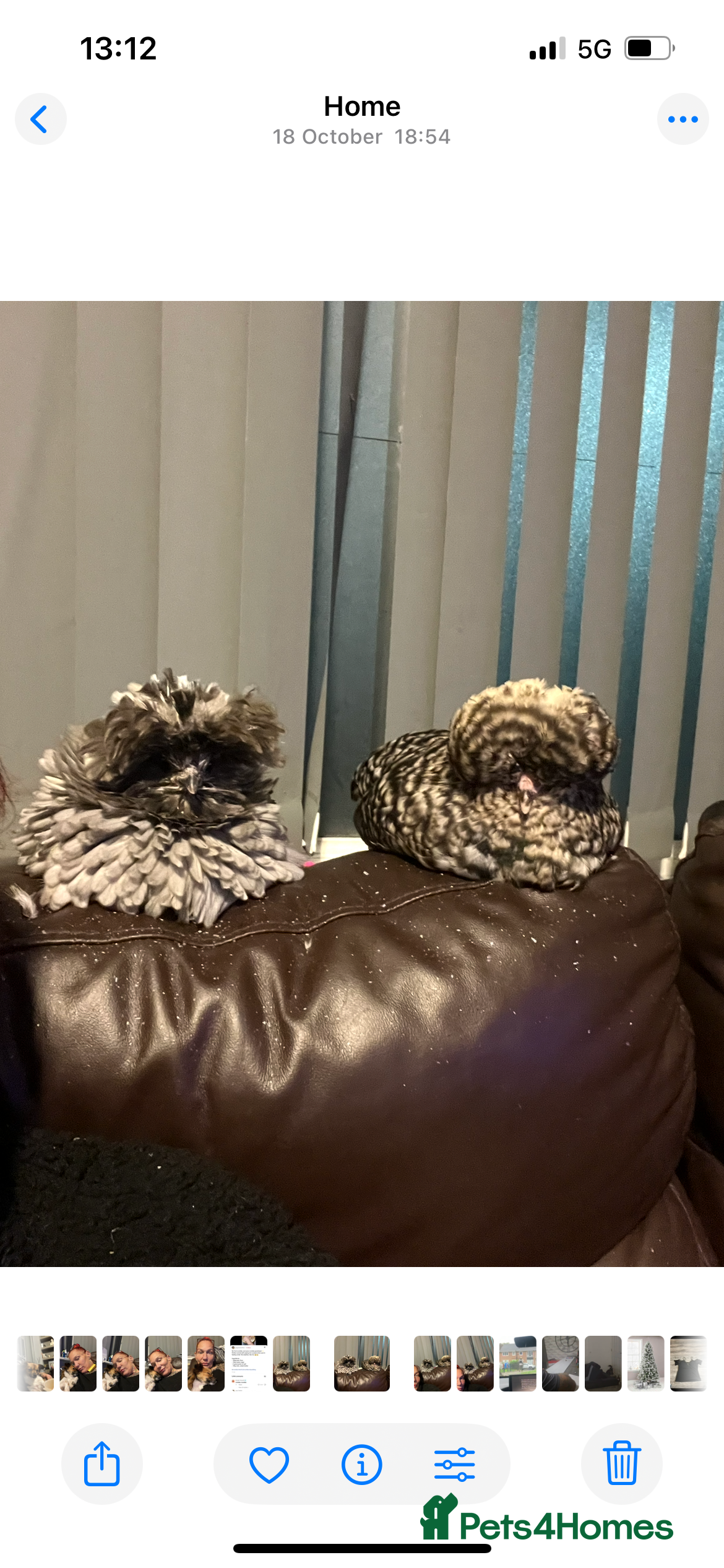 Chickens poultry Polish chickens - Advert 23