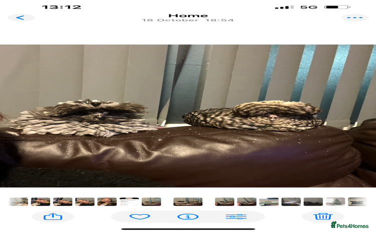 Chickens poultry Polish chickens - Advert 1