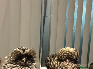 Chickens poultry Polish chickens - Advert 7