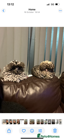 Chickens poultry Polish chickens - Advert 1