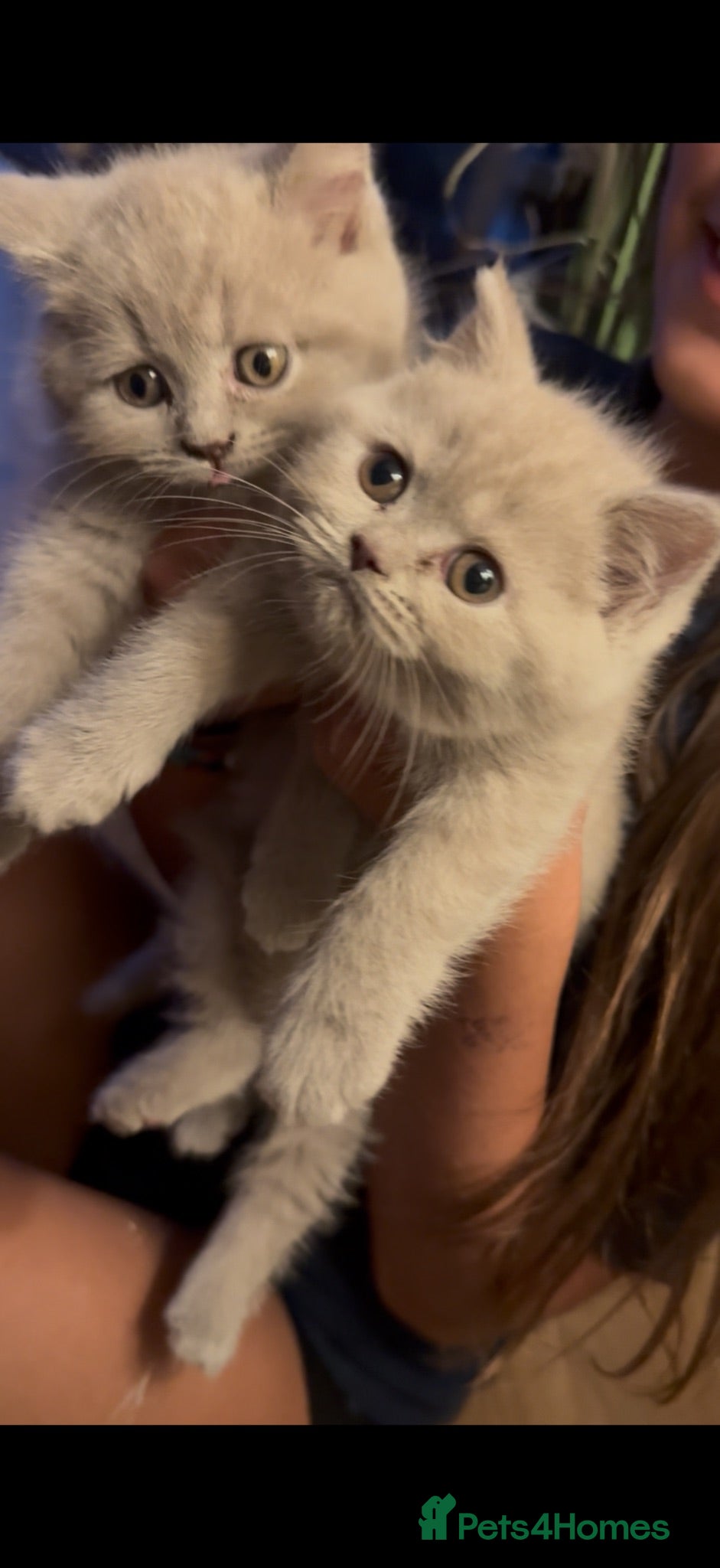 British Shorthair cats British Shorthair Teddys 🐻 Cinnamon now reserved! - Advert 1