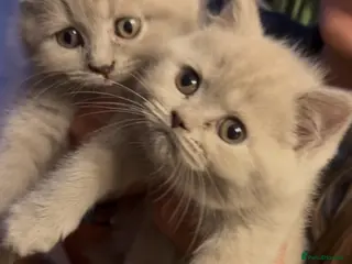 British Shorthair cats British Shorthair Teddys 🐻 Cinnamon now reserved! - Advert 1