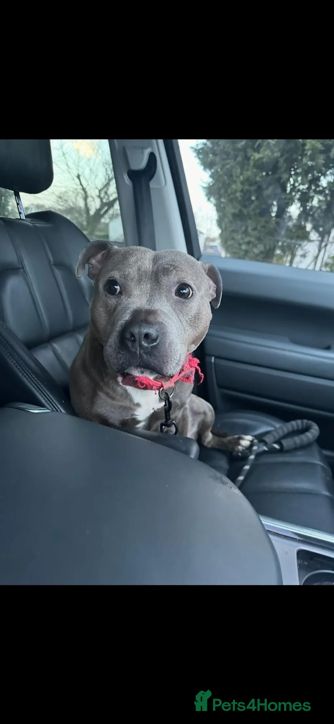 Staffordshire Bull Terrier dogs for sale: KC Registered Blue Staffordshire Bull Terrier Pups - Advert 1