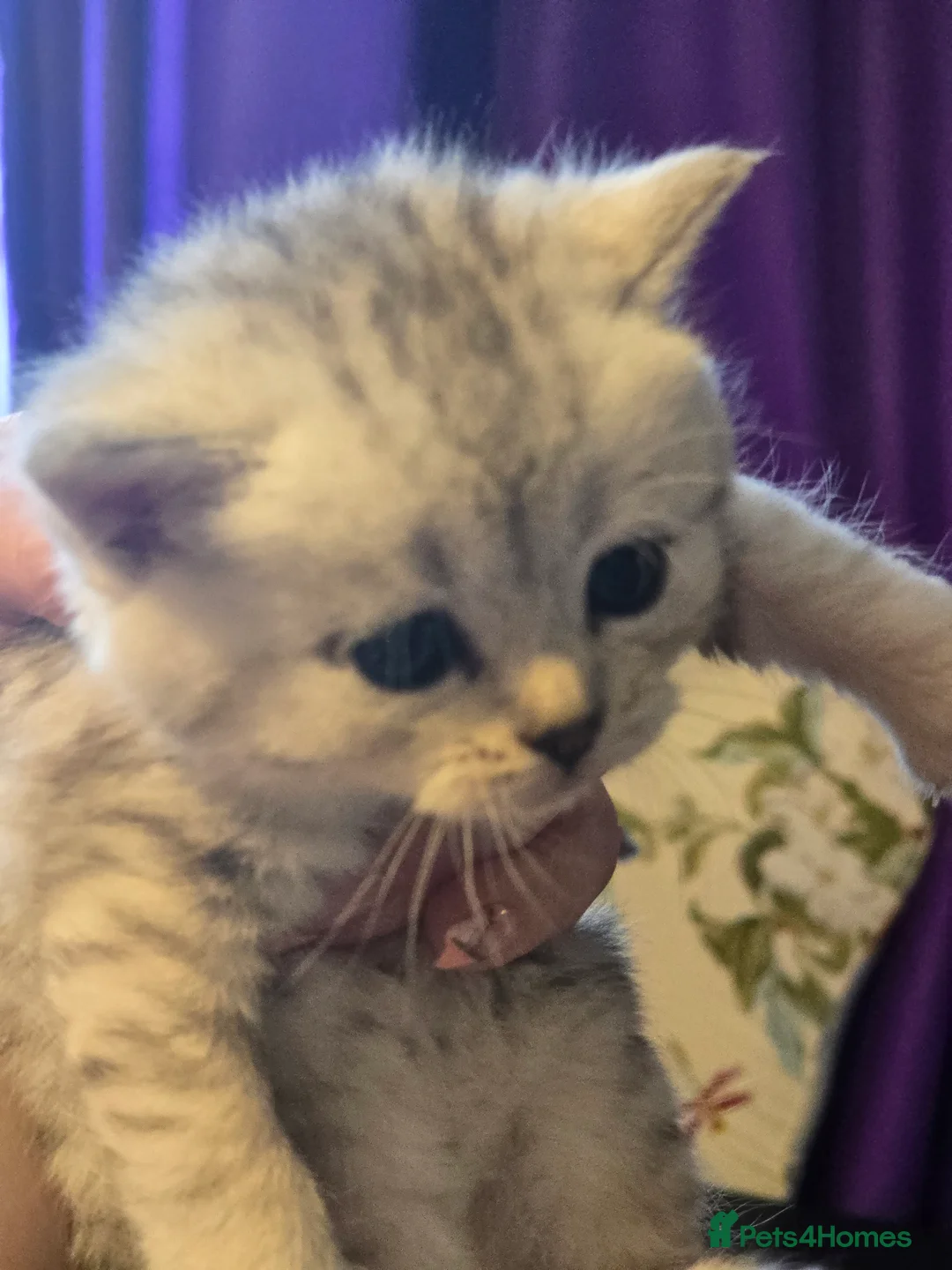 British Shorthair cats for sale: 🥰Rare colours of British kittens, reservations🤩 - Advert 2