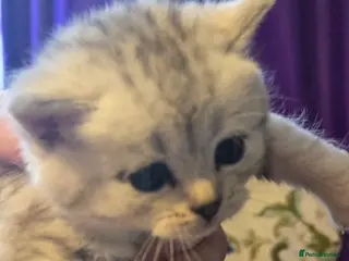 British Shorthair cats 🥰Rare colours of British kittens, reservations🤩 - Advert 3