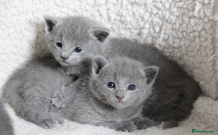Russian Blue cats - Advert 1