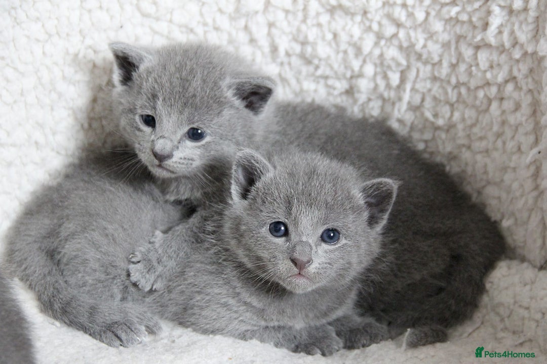 Russian Blue cats for sale: Pure Russian Blue Kittens Available  - Image 1