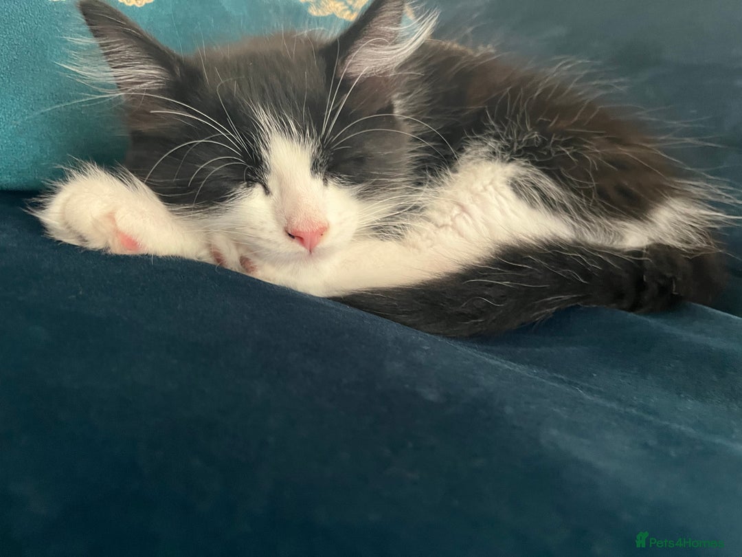 Mixed Breed cats for sale: Gorgeous kittens for sale  - Image 5