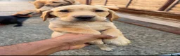 Labrador Retriever dogs for sale: Labrador Puppies - Advert 3
