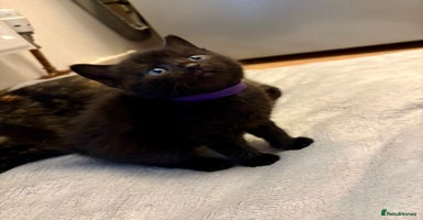 Mixed Breed cats - Advert 12