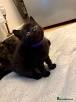 Mixed Breed cats - Advert 12
