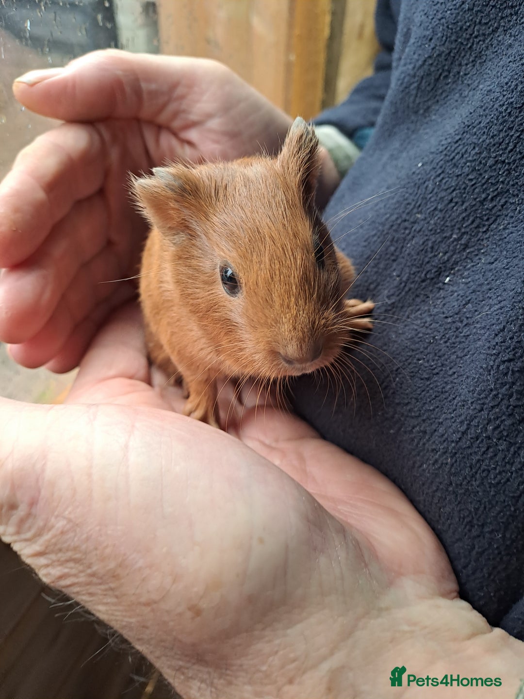 Guinea Pig rodents for sale: Baby guinea pigs for sale  - Advert 5