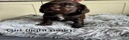 Sprocker dogs for sale: Sprocker Spaniel puppies - Advert 11